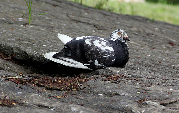 B & W pigeon