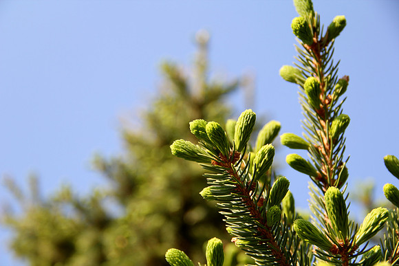 Greenery