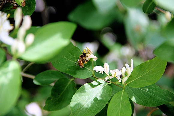 Bumble bee