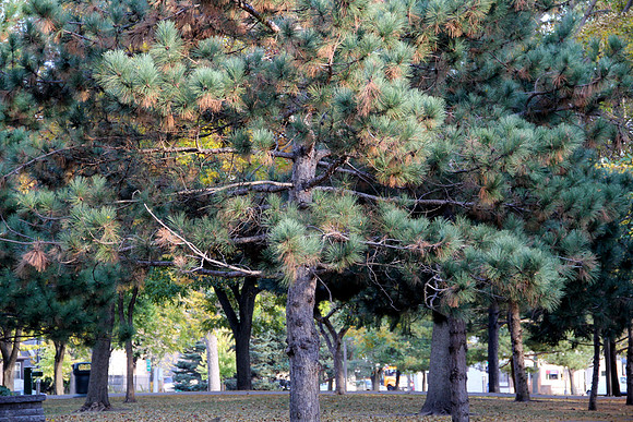 Pine Trees
