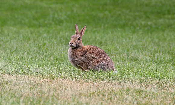 Rabbit