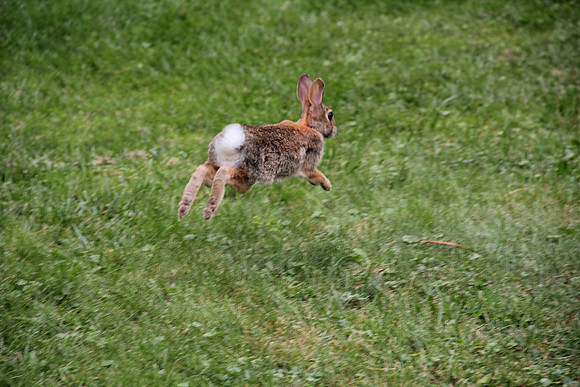 Rabbit mid-dash