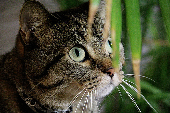 Jungle Kitty