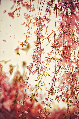 Cherry Blossoms
