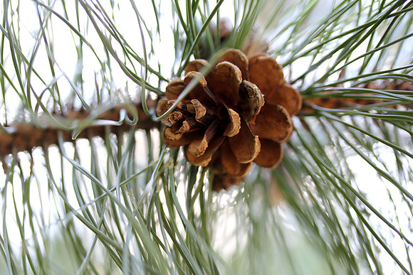 Pine Cone