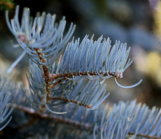Silver Needles