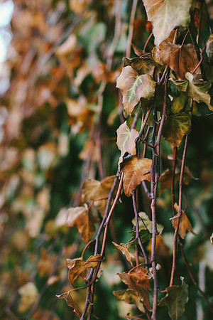 Fifteen: Nature