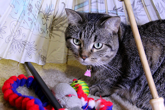 Playful kitty