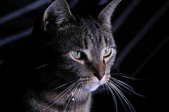 Cat & Light