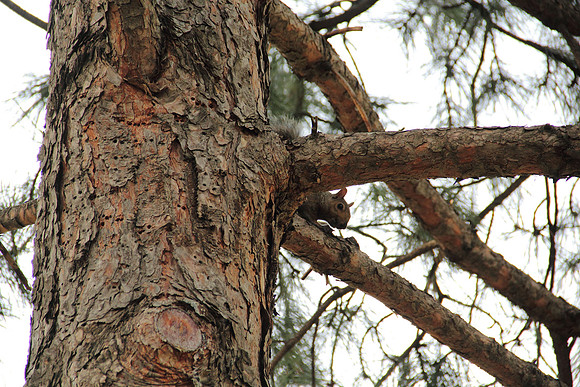 Curious Squirrel