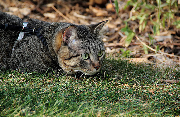 Hunter Puss