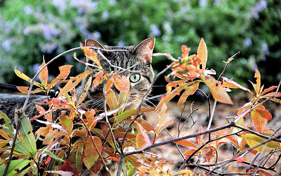 Crazy Stalker