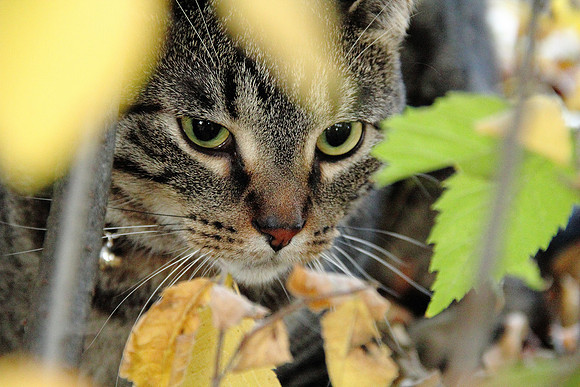 Reeto: the Man Cat