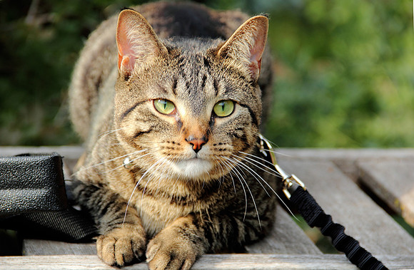 The Man Cat