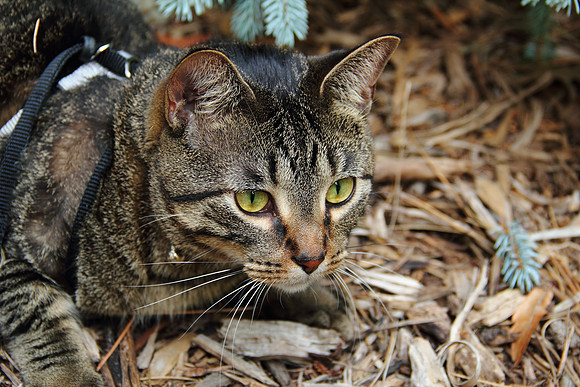 Hunter Kitty