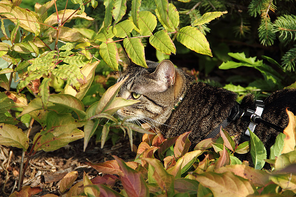 Sniff Sniff