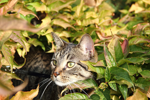 Buried amidst the bushes