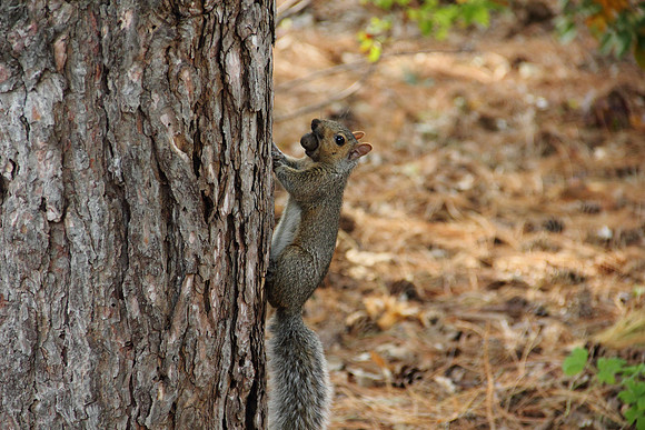 Nutty Squirrel