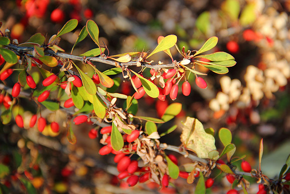 Berries
