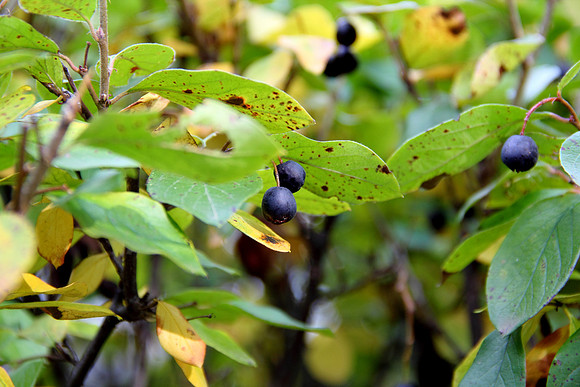 More berries?