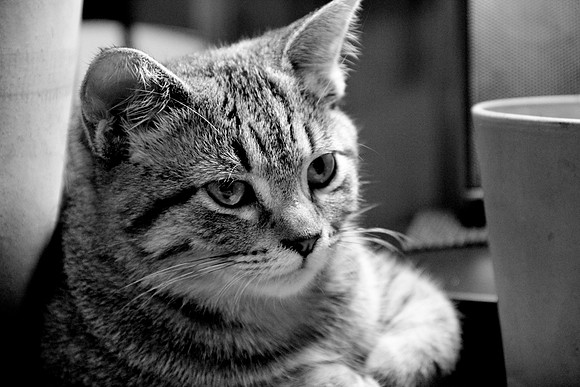 Nala