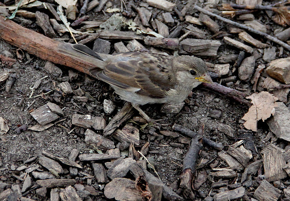 Bird
