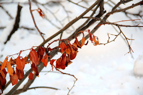 Life amidst winter