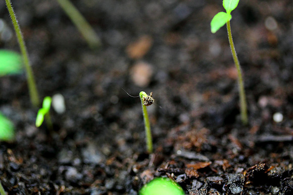 New growth