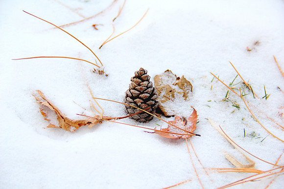 Cone & Leaves