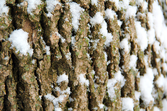Tree bark