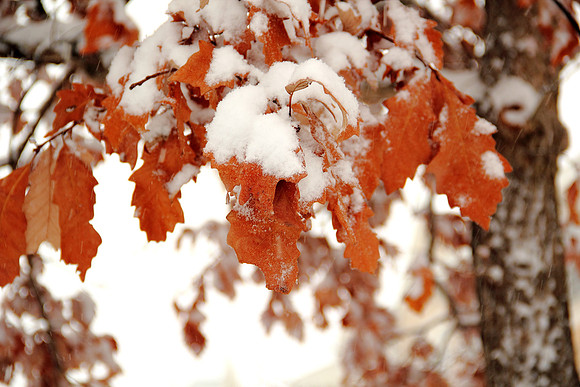 Colors in snow
