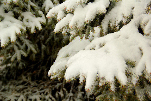 Christmas tree, oh Christmas tree