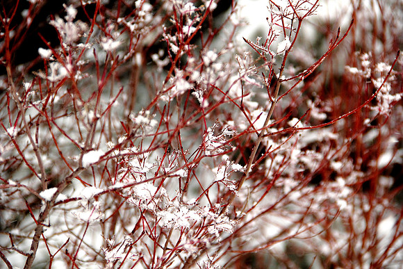 Snow flakes