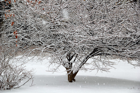 Iced branches