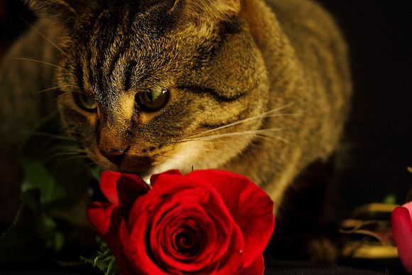 Amore