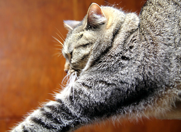 Kitty Stretch