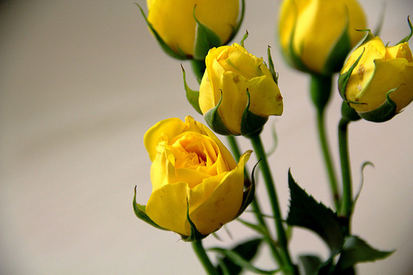 Yellow promises