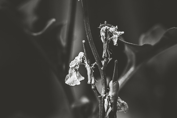 Week 3: Black & White
