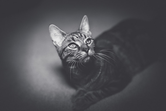 Week 2: Black & White