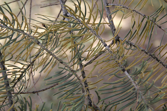 Pine fir in wind
