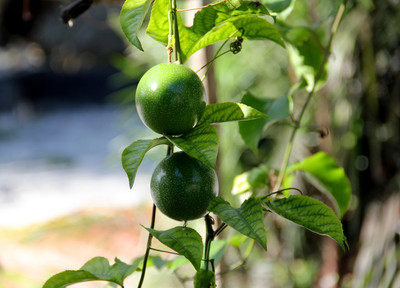 Passion fruit