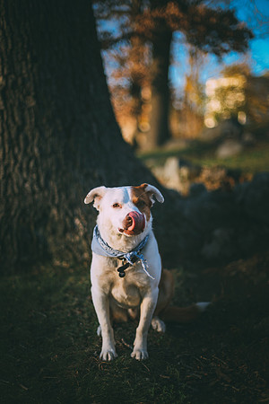 Forty-Seven: Animals