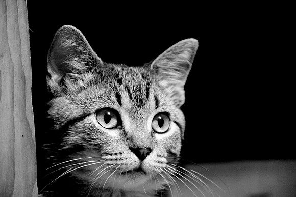 Nala