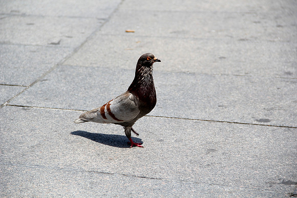NYC pigeon