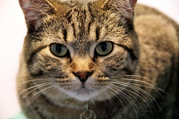 Nala