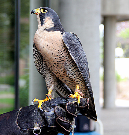 Peregrine Falcon