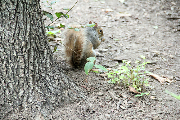 Squirrel