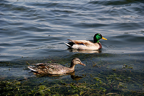 Ducks