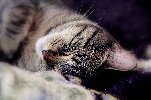 Reeto sleeping