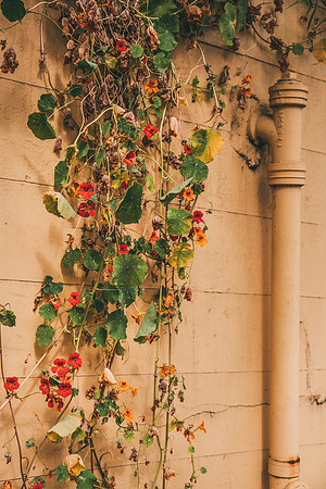 Floral Vines, SF